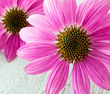 Naturheilpraxis Groß Zimmern Darmstadt - Phytotherapie - Echinacea